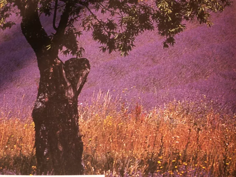 Provence et Méditerranée