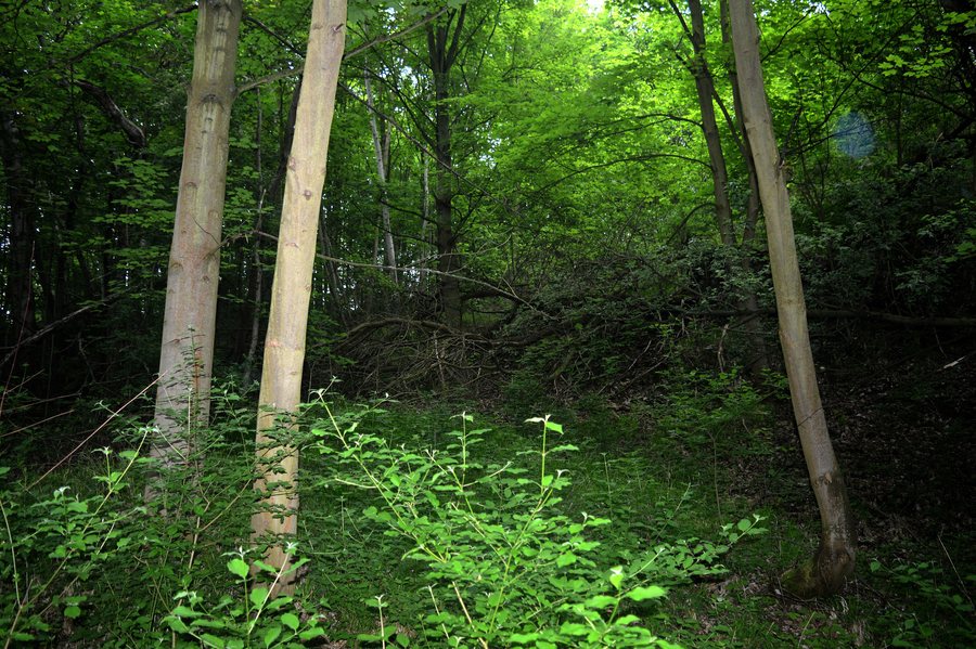 LSG Waldgürtel zwischen Salzgitter-Osterlinde und Salzgitter-Bad - Heinemannshöhe