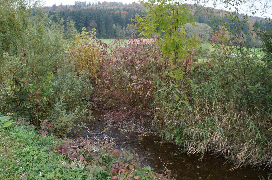 File:Bach Leubas im„Betzigauer Moos“ (Herbst).jpg