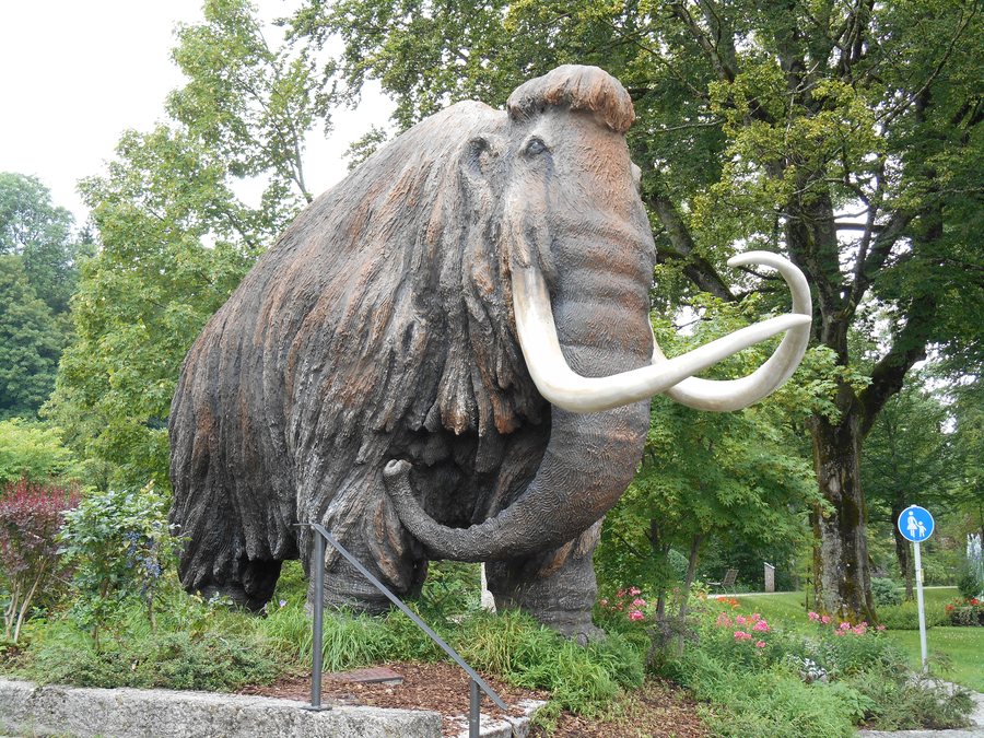 File:Mamut de Siegsdorf.JPG