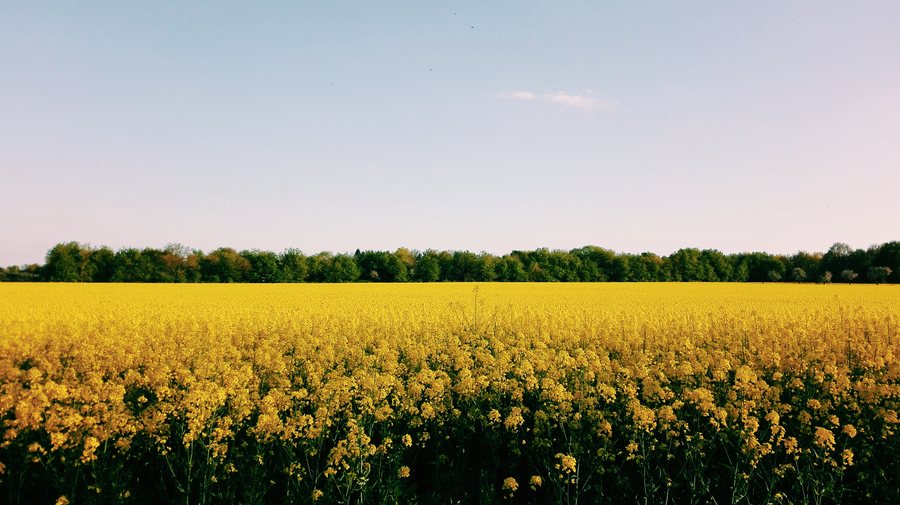 File:Gelbes Blütenfeld.jpg