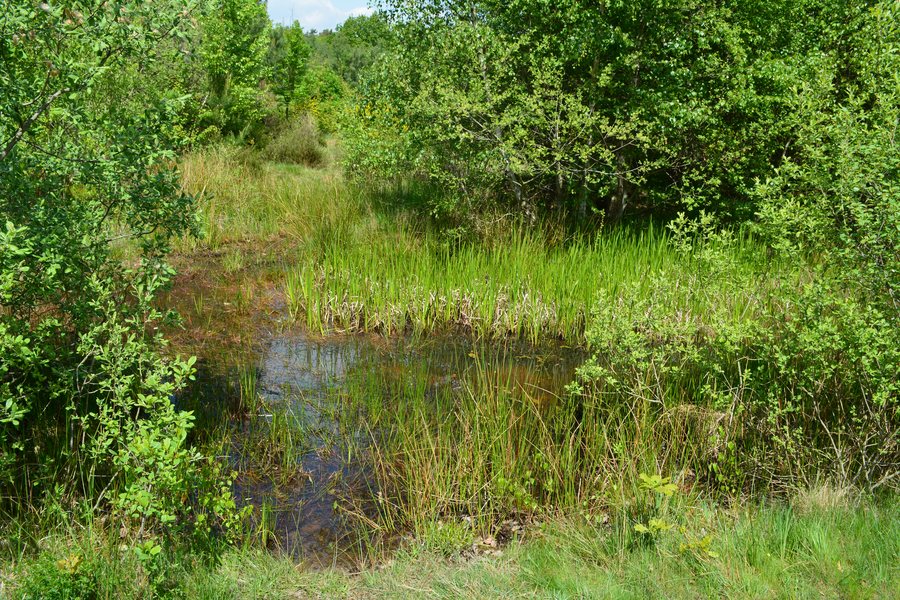 File:Drover Heide, Kreuzau 13.JPG