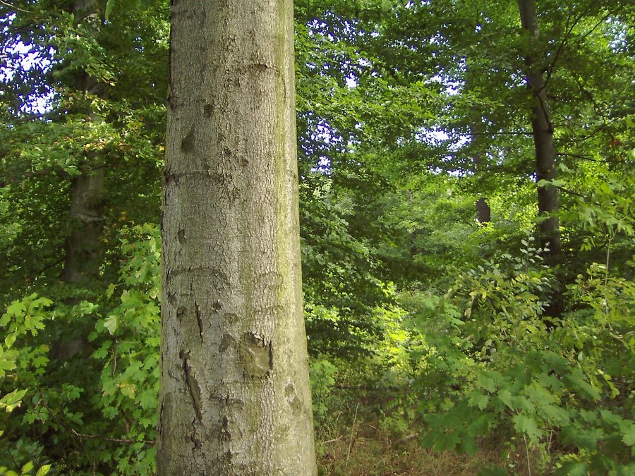 Forêt de hêtres structurée au nord de la forêt de Volkenroda