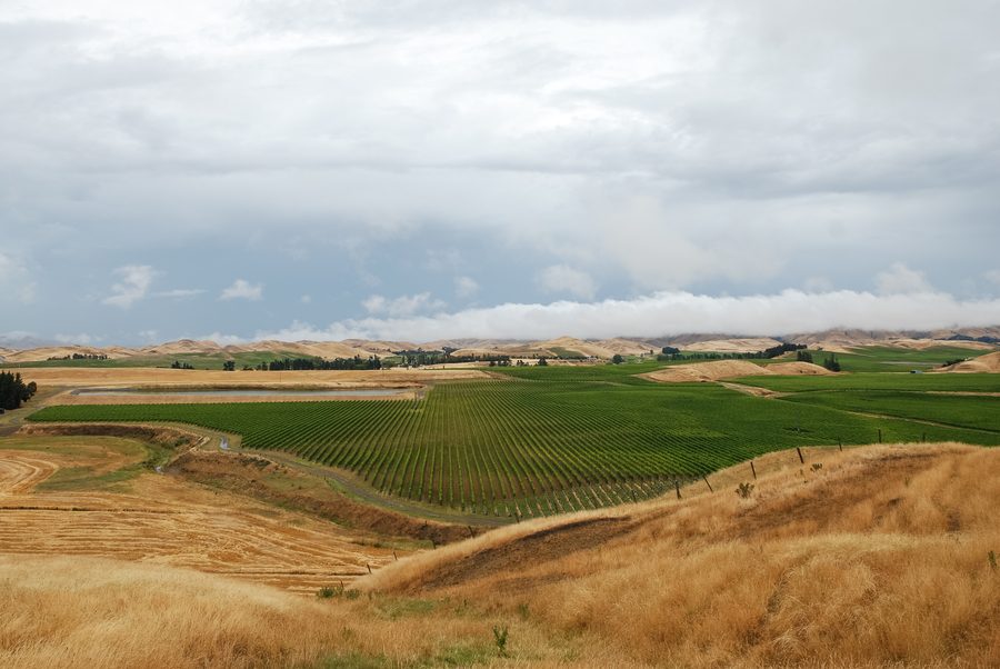 Vignobles dans la région de Marlborough près de la ville de Seddon, Nouvelle-Zélande