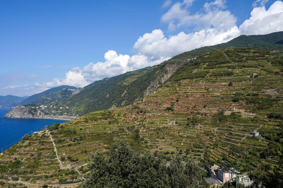 Vignobles en terrasses s’élevant au-dessus de Manarola et Volastra dans les Cinque Terre, en Ligurie.