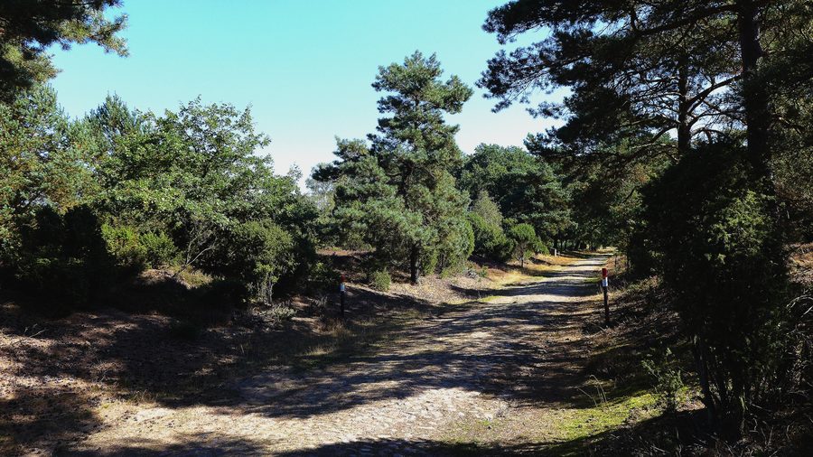 Paysage de landes avec une ancienne rue pavée à l’Ellerndorfer Heide dans le district d’Uelzen