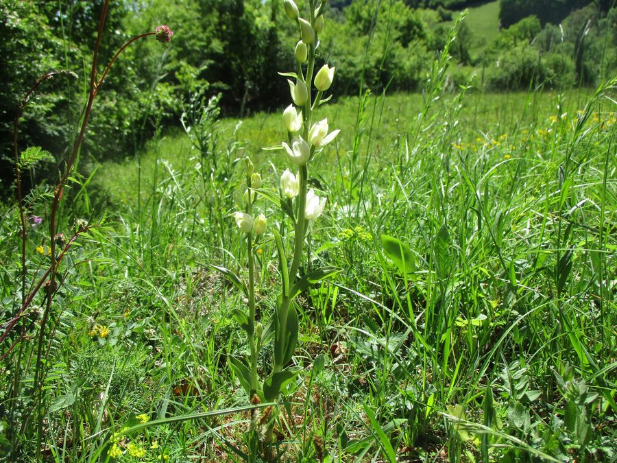 Orchis blanc au sentier des orchidées de Gersheim dans la réserve naturelle du Südlicher Bliesgau