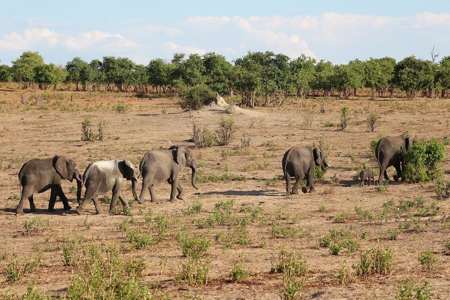 Éléphants au Botswana