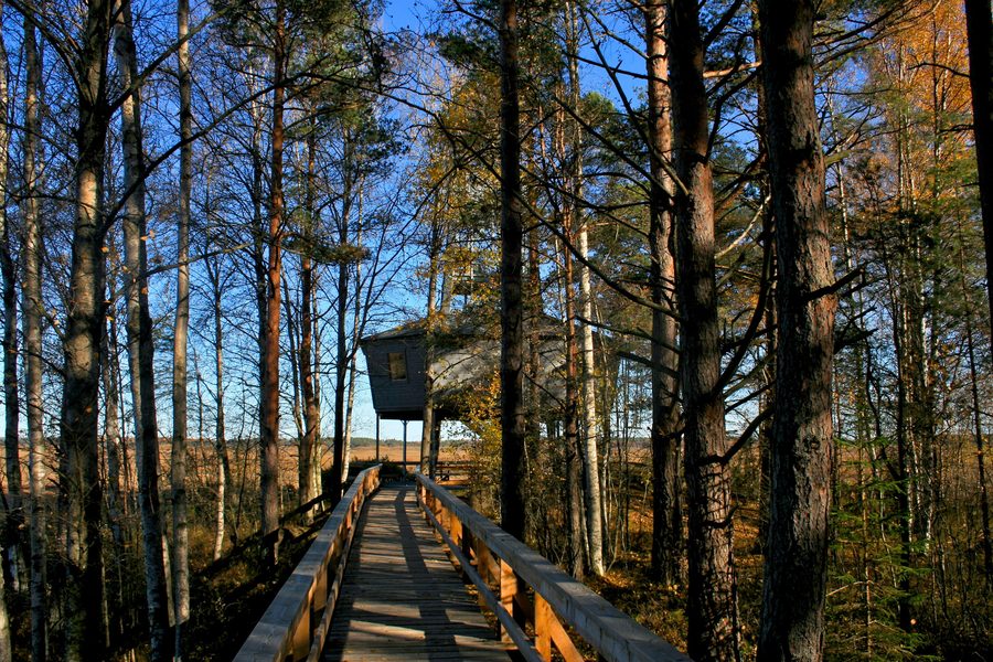 Grande tour d’observation des oiseaux dans le parc national de Store Mosse