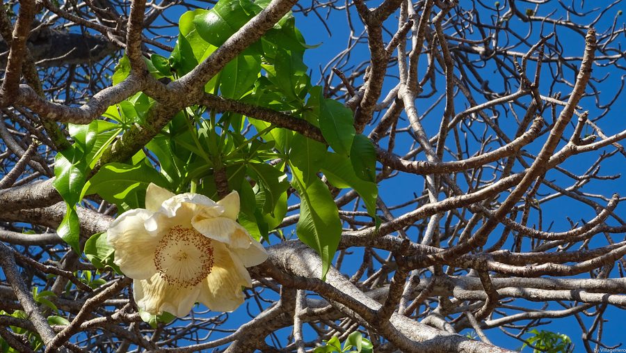 Floraison de baobab sur la plage de Mayotte