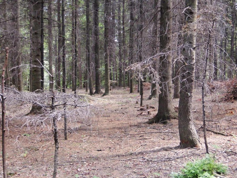 Sentier de randonnée vert dans le parc paysager de Ciężkowice-Rożnów près de Piaski Drużków
