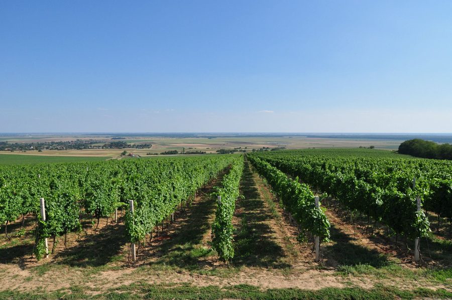 Route des vins en Baranja près de Zmajevac avec un paysage traditionnel de vignobles et de caves