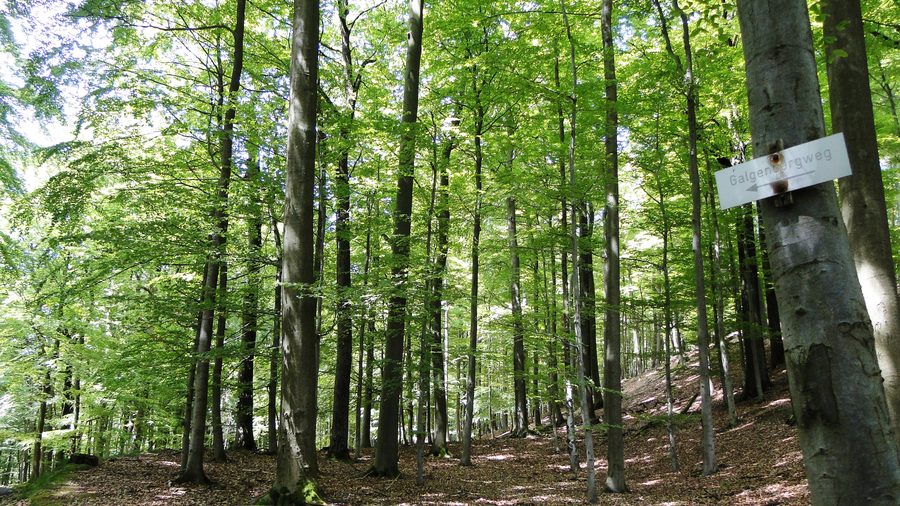 Forêt de hêtres sur le Burgberg à Bieber, Biebergemünd, avec un panneau indiquant le Galgenberg