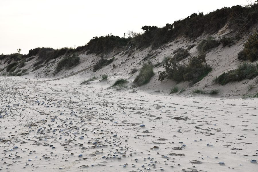 Dunes de sable sur la plage de Hemsby