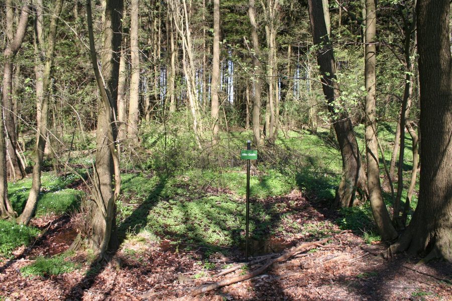 Source de la Bille près de Linau