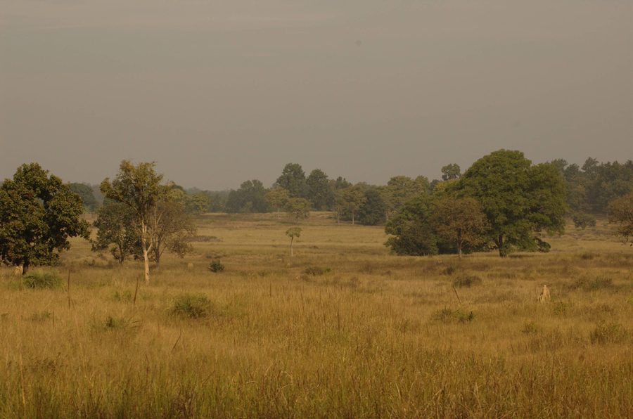 Parc national de Kanha au Madhya Pradesh