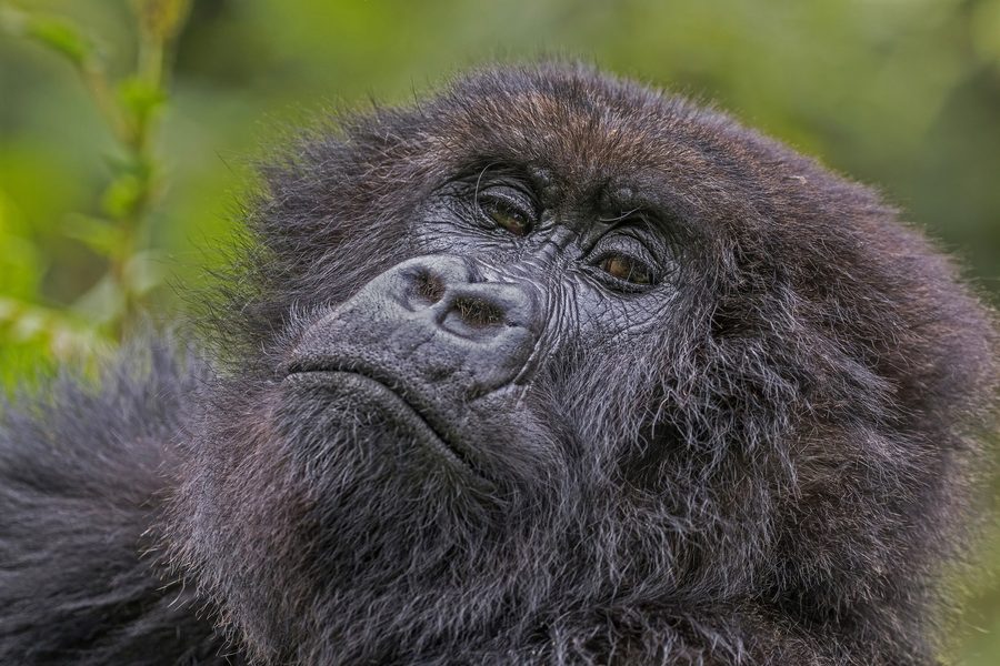 Gorille des montagnes au Rwanda