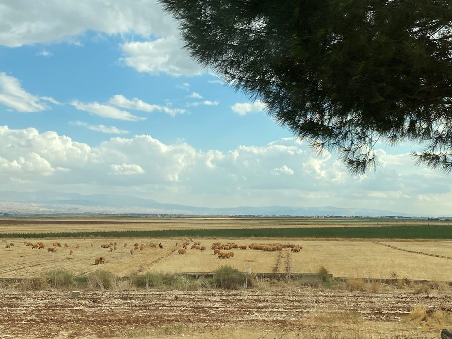 Champs et moutons dans la vallée de la Bekaa
