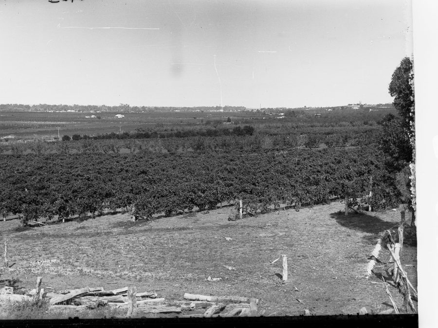 Vignobles et paysage de culture fruitière à Berri