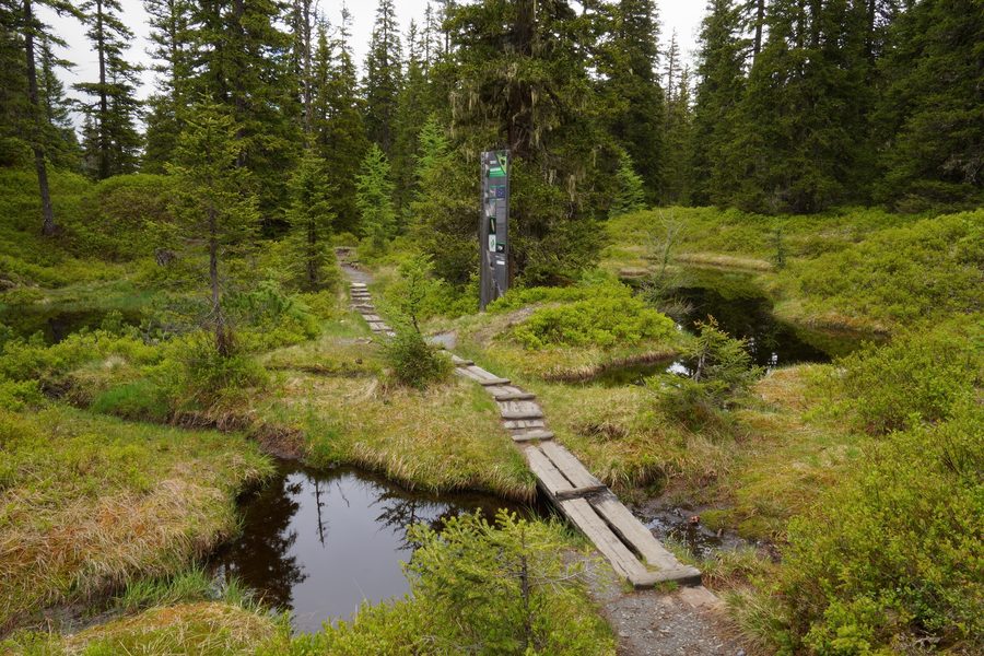 Sentier pédagogique à travers les mares tourbeuses de la forêt primaire de Rauris, près de Kolm Saigurn, dans le SalzburgerLand