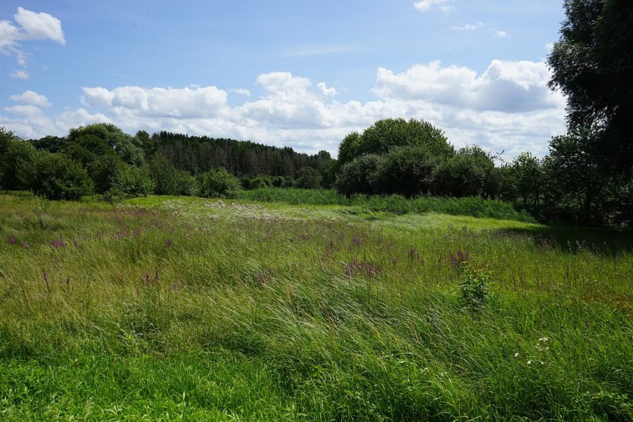 Prairie humide protégée dans le site naturel de Bruch à Gondelsheim