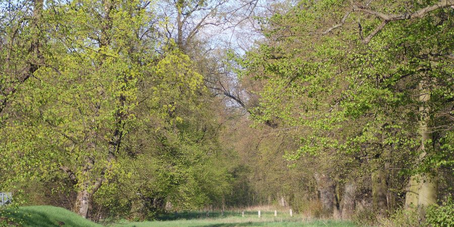 Château de Rydzyna avec une allée historique de tilleuls