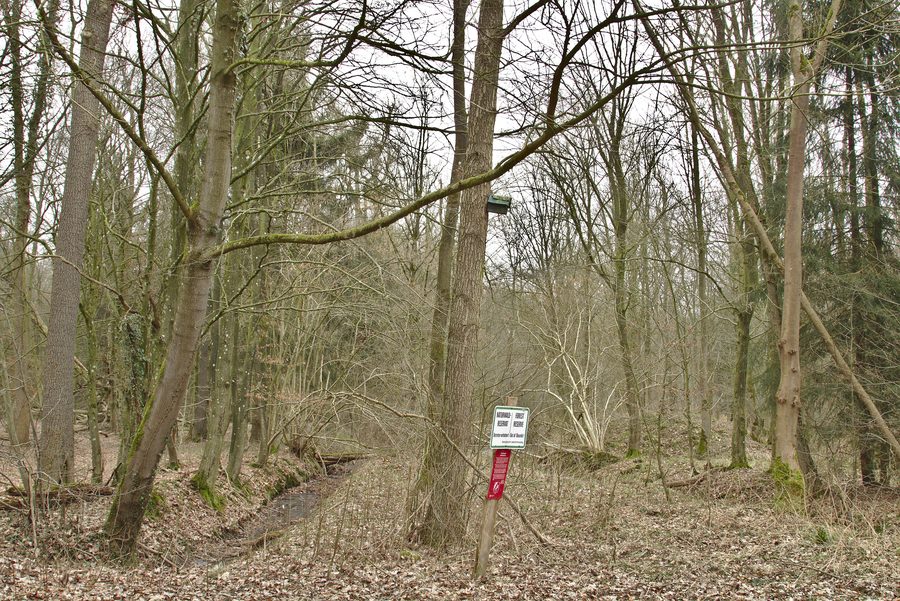 Forêt mixte et fossé dans la réserve naturelle de Bassumer Friedeholz à Holzhausen, Beckeln, Basse-Saxe