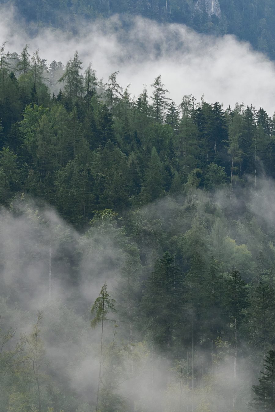 Arbres dans la brume à l’Achberg dans la vallée de la Saalach près d’Unken