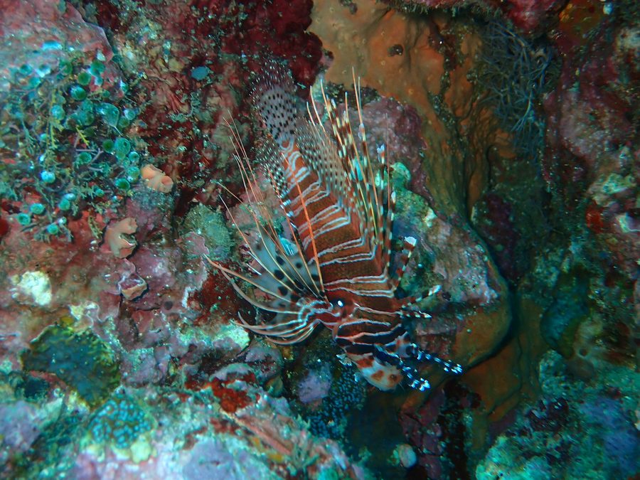Poisson-lion à points noirs dans la mer devant Sabang à Puerto Galera sur l’Oriental Mindoro
