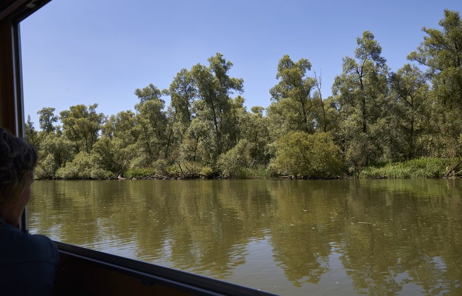 Le Biesbosch vu depuis un bateau près de MuseumEiland.