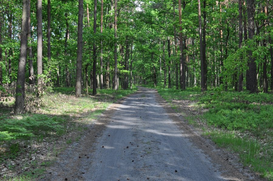 Paysage forestier dans la forêt de Sandomierz près de Mielec