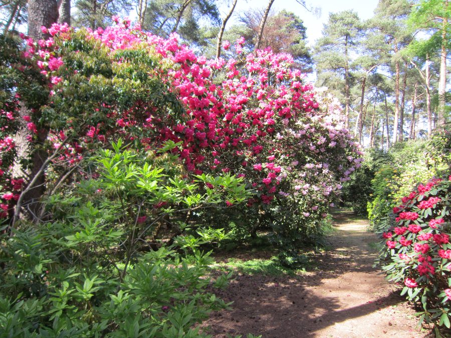 Sentier à travers le parc de rhododendrons Hobbie à Petersfeld, près de Westerstede