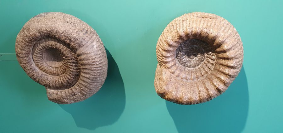 Ammonites du musée Urweltmuseum Aalen