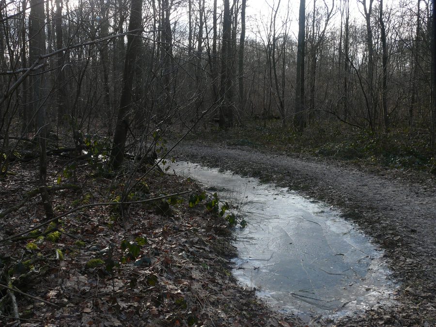 Paysage forestier dans l’Ulvenhoutse Bos près d’Ulvenhout