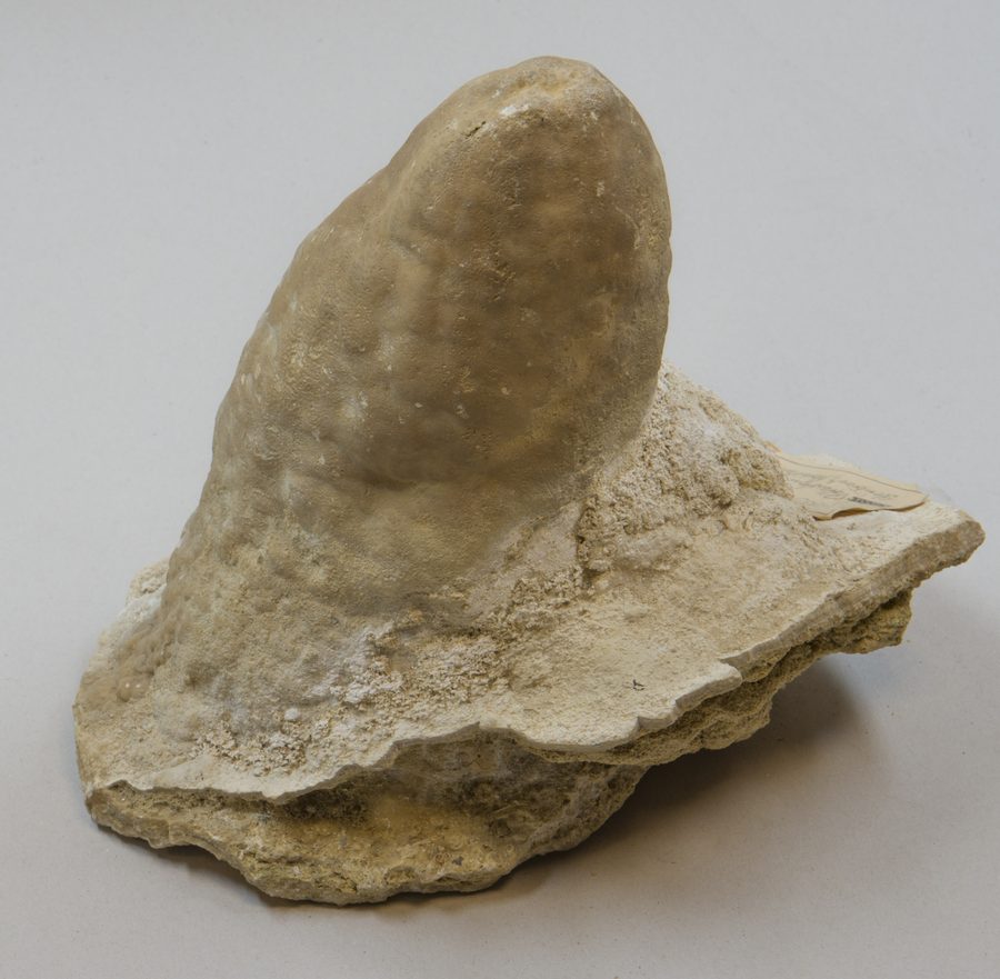 Stalagmite provenant d’une carrière de calcaire près de Pottenstein en Suisse franconienne