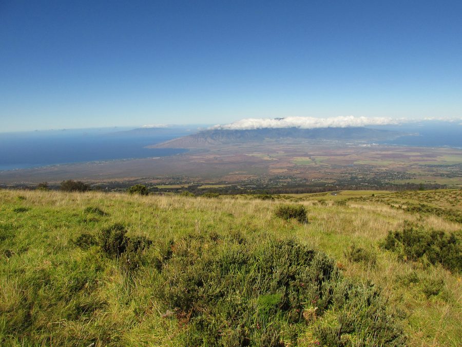 Vue sur le paysage de l’Upcountry Maui près de Kula avec des eucalyptus et les West Maui Mountains