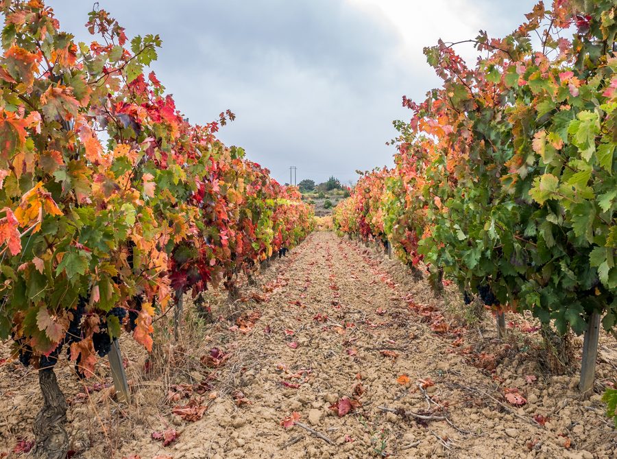 Vignoble près de Laguardia en Rioja Alavesa, Pays basque, Espagne