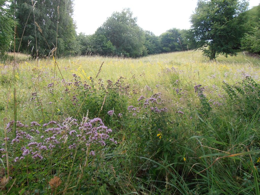 Prairie dans les montagnes du Mátra, dans le comté de Heves, en Hongrie.
