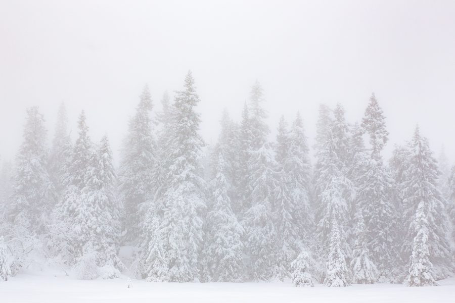 Pins recouverts de neige dans le brouillard hivernal à Vassfaret, Flå, Norvège