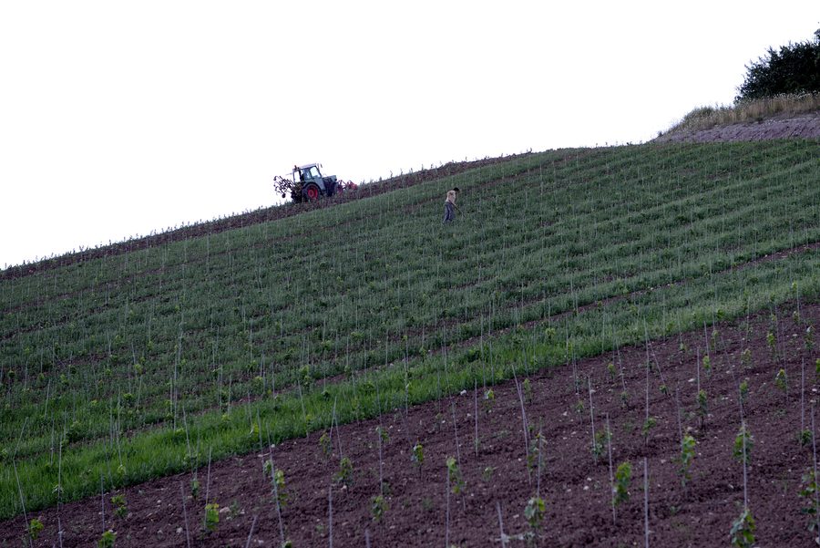 Travaux dans le vignoble au Käpbierg à Rëmerschen.