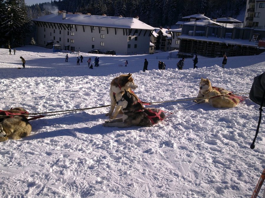 Chiens de traîneau à la station de ski de Pamporovo en hiver