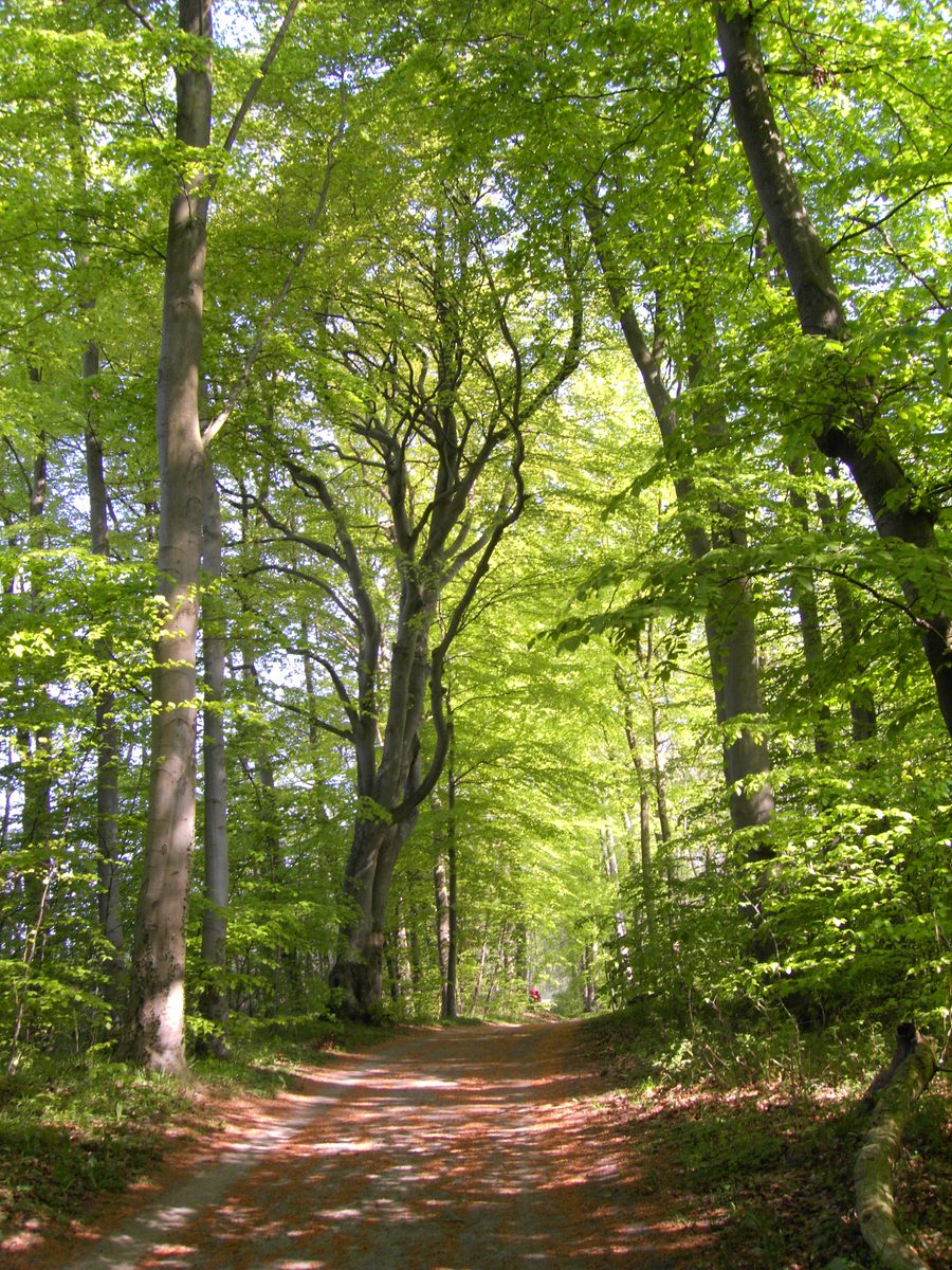 Forêt printanière près du Kellersee dans le Schleswig-Holstein