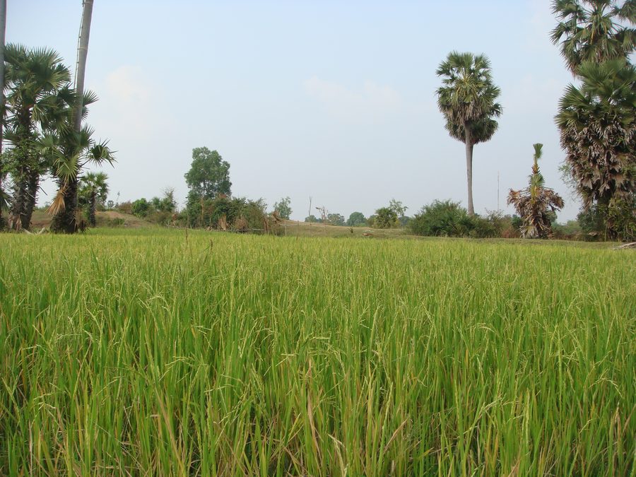 Champs de riz à Kampong Thom