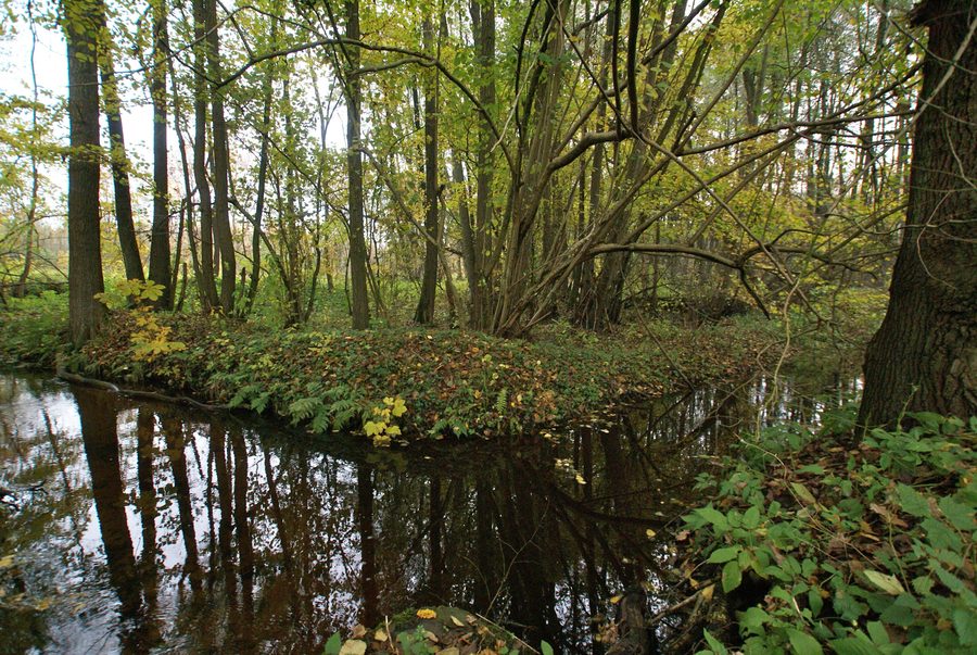 La Mühlenau (Alster) près du Wassermühlenweg à Tangstedt, Stormarn