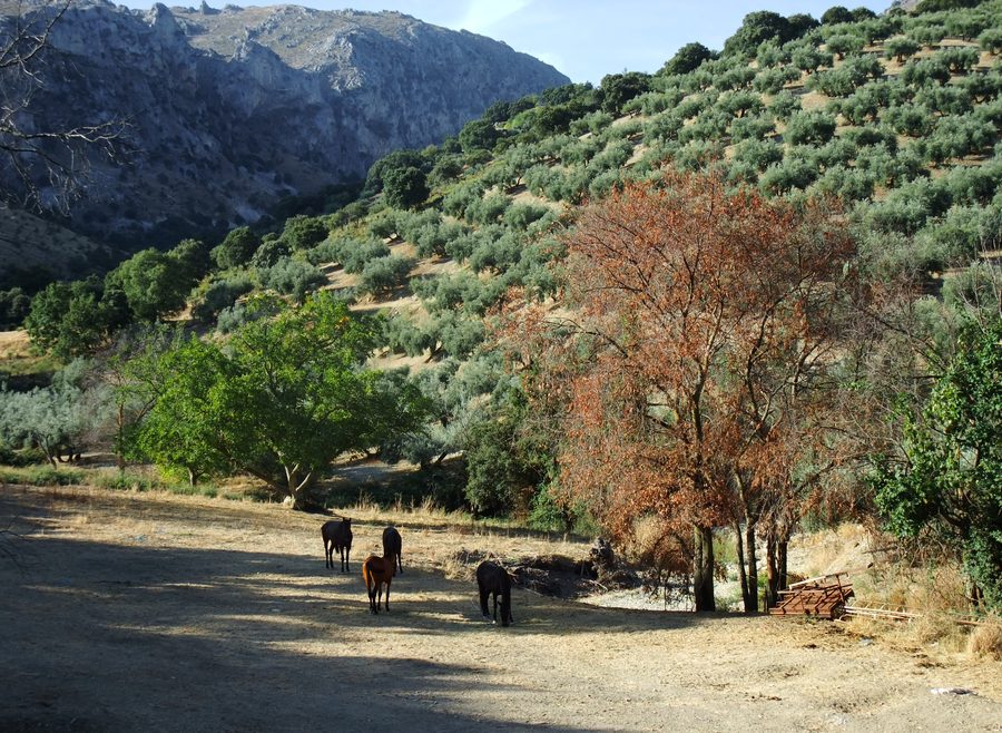 Paysage en Andalousie au sud de Carcabuey avec des montagnes et des oliveraies