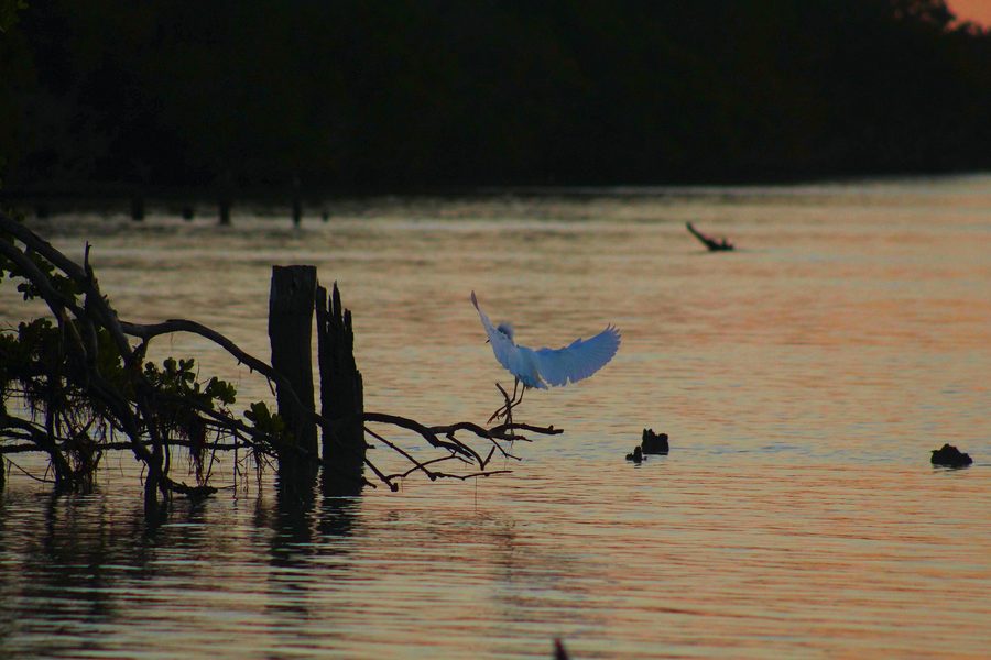 Aigrette neigeuse en vol au lever du soleil dans Florida Bay
