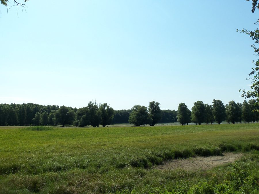 Lac près de la tour d’observation sur le sentier nature de Gemenc, dans la forêt de Gemenc.