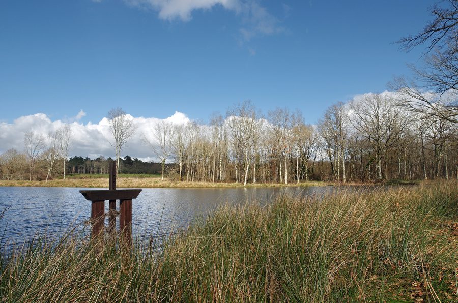 Étang en Sologne près de Chaumont-sur-Tharonne dans le département du Loir-et-Cher