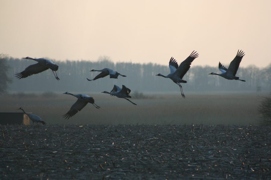 Grues au décollage depuis la zone de nourrissage au lac Günzer See