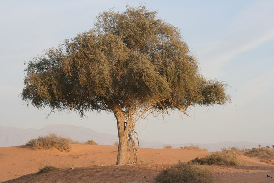 Paysage désertique dans l’émirat de Ras Al Khaimah